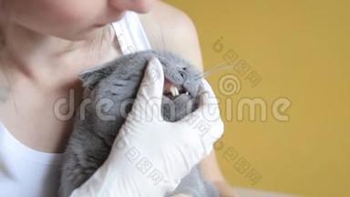 兽医<strong>戴</strong>着<strong>医用手套</strong>检查猫的牙齿。